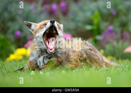 Red fox yawns Stock Photo