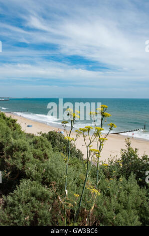 Looking east from Branksome Chine, Poole, with Bournemouth Pier in the background. Amongst the gorse on the cliffs is yellow-flowered wild fennel Stock Photo