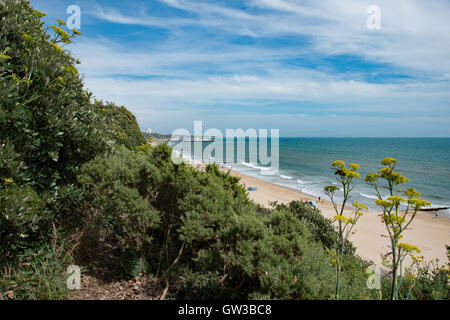 Looking east from Branksome Chine, Poole, with Bournemouth Pier in the background. Amongst the gorse on the cliffs is yellow-flowered wild fennel Stock Photo