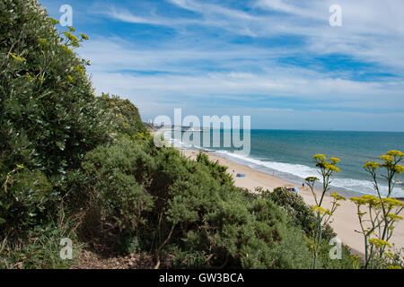 Looking east from Branksome Chine, Poole, with Bournemouth Pier in the background. Amongst the gorse on the cliffs is yellow-flowered wild fennel Stock Photo