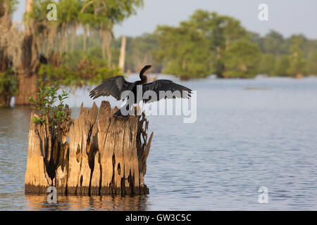 Anhinga drying wings on bald cypress stump (Taxodium distichum) in Atchafalaya Swamp. Secondary succession with shrub growing in the old tree stump