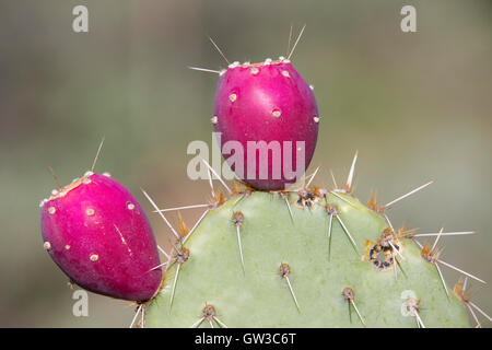 Prickly Pear cactus (Opuntia) fruit, Arizona Sonora Desert Museum Stock Photo
