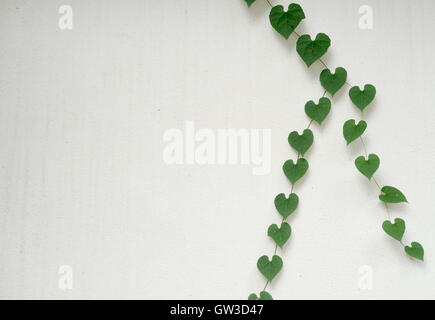 green heart shaped leaves on white wall Stock Photo