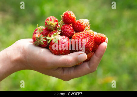 Some strawberries in hand on the blurry background Stock Photo - Alamy