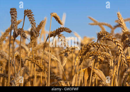 ears of ripe wheat against blue sky Stock Photo
