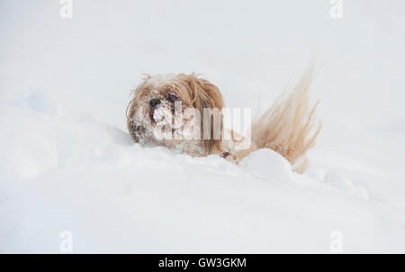 Dog shih tzu playing in snow Stock Photo