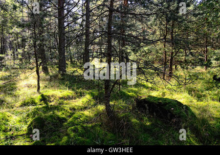 Northern Forest with Mossy Ground and Pine Trees on a Summer Sunny Day Lit by Sun Rays Stock Photo