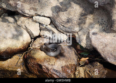 Grass snake lying on a stone near the water Stock Photo