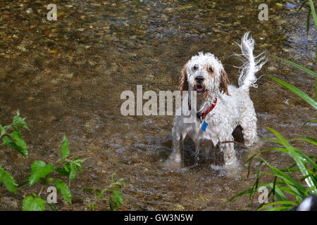 A white wet Cockapoo dog standing in the river Wandle, waiting for his owner to throw him his ball. Stock Photo
