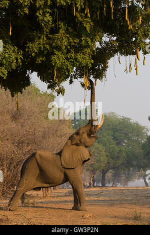 African elephant bull (Loxodonta africana) reaching up, browsing Sausage Tree (Kigelia africana) Stock Photo