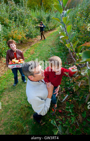 USA Maryland Family apple picking at a pick your own produce farm Butlers Orchard Germantown MD Stock Photo