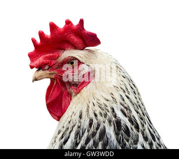 Chicken portrait in profile isolated on white Stock Photo