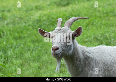 White horned goat on the green grass. Stock Photo