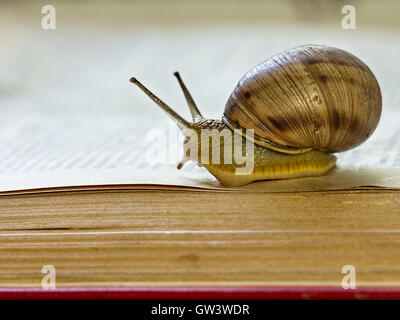 Snail crawling on the open page of abook Stock Photo