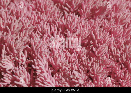 Background of pink sticks Stock Photo