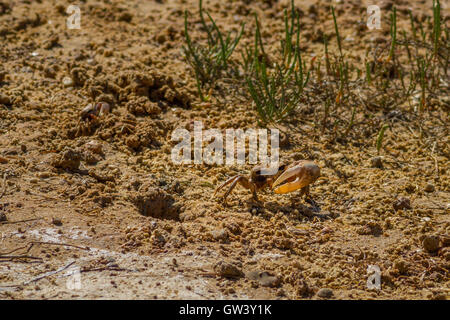 European fiddler crab walking towards its burrow in the mudflats of the salt pan, Ria Formosa Natural Park, Algarve, Portugal Stock Photo