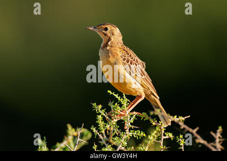 An orange-throated longclaw (Macronyx capensis) sitting on a branch, South Africa Stock Photo