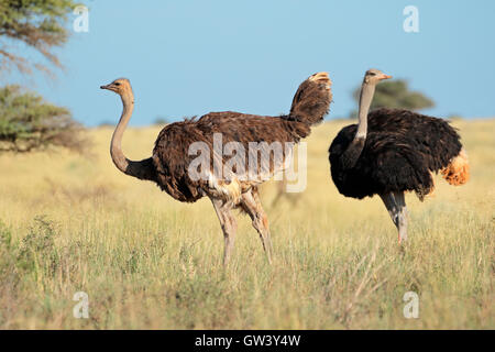 Two ostriches (Struthio camelus) in natural, Mokala National Park, South Africa Stock Photo