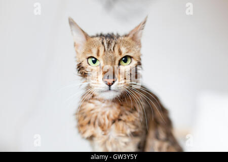 Bengal cat annoyed after bath Stock Photo