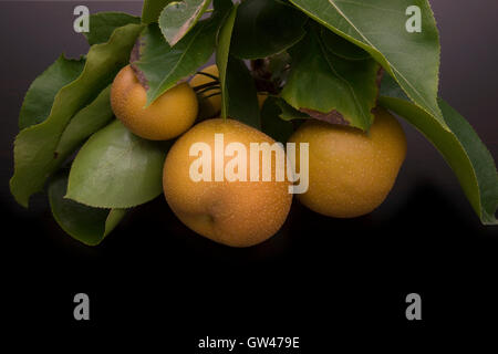 Asian pears on branch Stock Photo