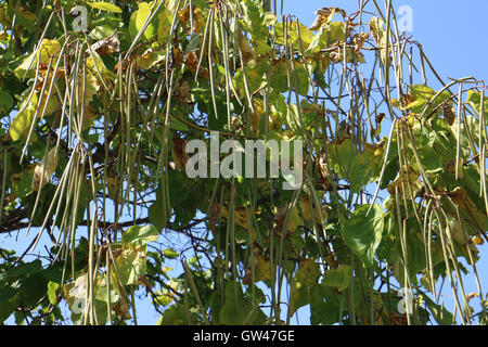 Catalpa bignonioides Stock Photo