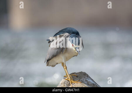 Heron in the Wilderness of egypt  Egret in the wilderness of egypt Stock Photo