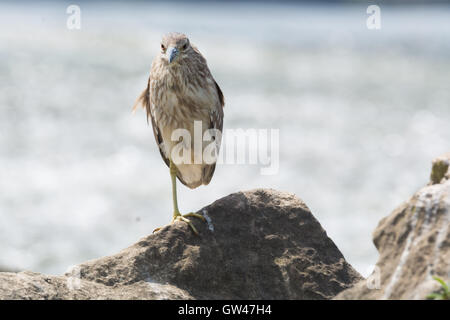 Heron in the Wilderness of egypt  Egret in the wilderness of egypt Stock Photo