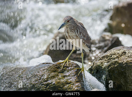 Heron in the Wilderness of egypt  Egret in the wilderness of egypt Stock Photo