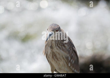 Heron in the Wilderness of egypt  Egret in the wilderness of egypt Stock Photo