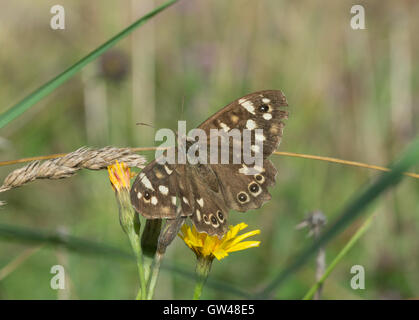 Speckled wood butterfly (Pararge aegeria) on wildflowers at Old Winchester Hill in Hampshire, England Stock Photo