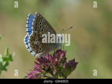 Male adonis blue butterfly (Polyommatus bellargus) on wildflowers at Old Winchester Hill in Hampshire, England Stock Photo