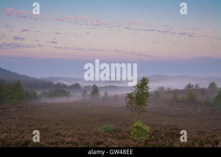 Early morning misty landscape view at Frensham Flashes in Surrey, England