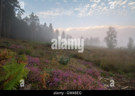 Early morning misty landscape view with colorful heather at Frensham Flashes in Surrey, England