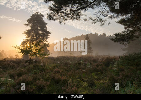 Early morning misty landscape view at Frensham Flashes in Surrey, England. A beautiful day on the heath.