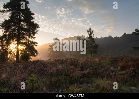 Early morning misty landscape view at Frensham Flashes in Surrey, England. A beautiful day on the heath.