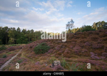 Purple heather on hillside in early morning light at Frensham Common in Surrey, England. Stock Photo