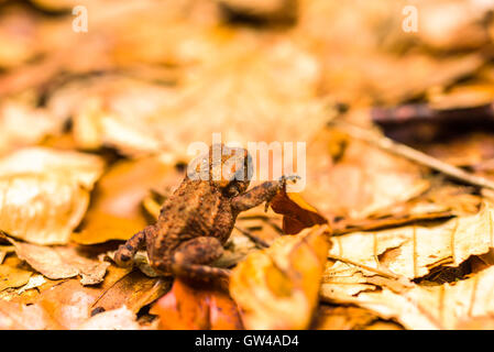 Young common toad (Bufo bufo), aka European toad, on the forest floor with dry beech leaves, animal seen from the side and behin Stock Photo