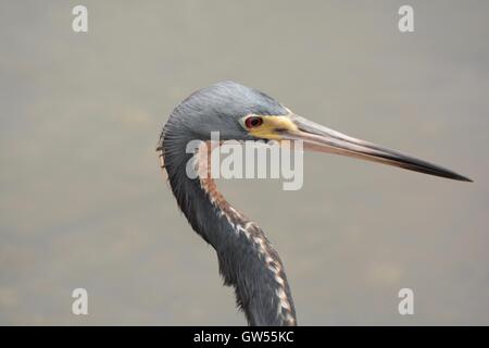 profile of Tricoloured Heron Stock Photo