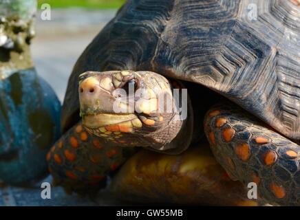 Red footed tortoise Stock Photo