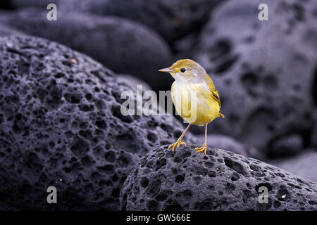 Yellow Warbler (Setophaga petechia) hunts for food on the shores of Fernandina in the Galapagos Islands of Ecuador Stock Photo