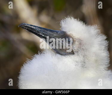 Red Footed Booby (Sula sula) baby on Genovesa in the Galapagos Islands. Stock Photo
