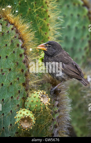 Large Cactus Finch (Geospiza conirostris) seen along the shores near Puerto Ayora on Santa Cruz. Stock Photo