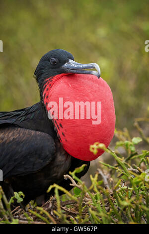 Male Magnificent Frigate Bird (Fregata magnificens) displaying mating behavior by blowing up its red throat pouch Stock Photo