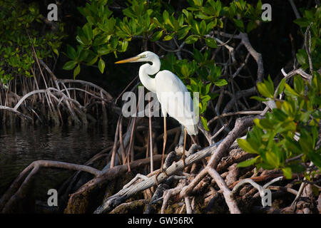 An elegant young Great White Heron perches amid mangrove prop roots along Key Largo Sound, Pennecamp, Florida Keys Stock Photo