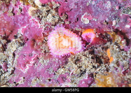 Two jewel anemones on rock among coralline algae Stock Photo