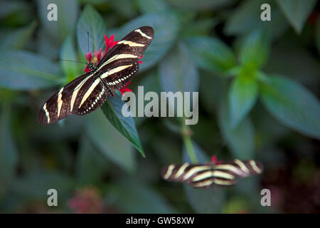 Two Zebra longwing (Helicons charitonia) butterflies pollinating flowers Stock Photo
