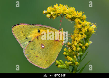 Clouded Sulphur Butterfly Colias philodice feeding on Goldenrod (Solidago species) flowers, Michigan USA Stock Photo