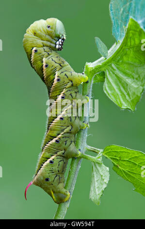 Tobacco Hornworm, aka Tomato Hornworm caterpillar, Adult Carolina ...