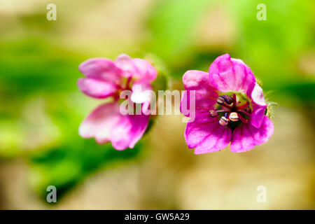 geranium columbinum flower, Italy Stock Photo