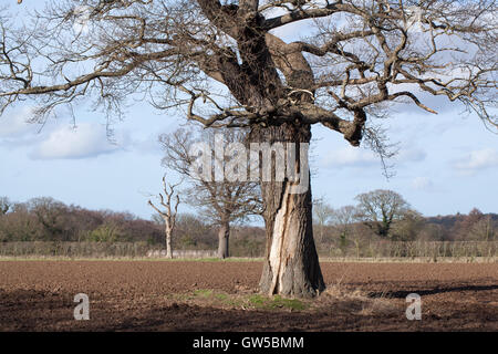 English Oak Tree (Quercus robur). Damage to trunk suggesting a lightening strike in earlier life. Stock Photo